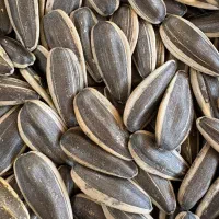 تخمه / تخمه افتابگردان / تخمه کدو / تخمه عمده