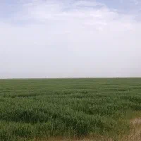 زمین-کشاورزی-خوزستان-شهرستان-رامشیر