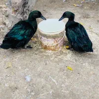 جوجه اردک کایوگا بیگ سایز|حیوانات مزرعه|قائم‌شهر, |دیوار