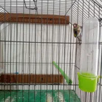 سهره ماده جوجه قفس اماده و پاکسازی شده