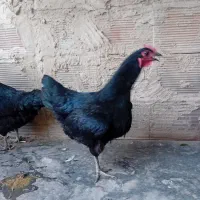 مرغ و خروس محلی تخم گذار