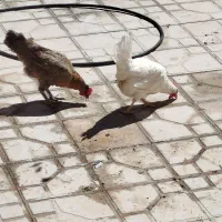 مرغ مخلی ۴عدد