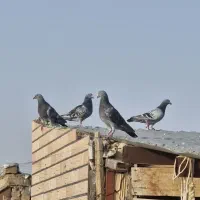 کفتر نر