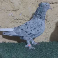 جفت هفت رنگ دم سفید|پرنده|مشهد, ویلاشهر|دیوار