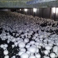 متقاضی سرمایه برای احداث سالن پرورش قارچ