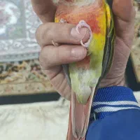 طوطی گیرینچیک|پرنده|مبارکه, |دیوار