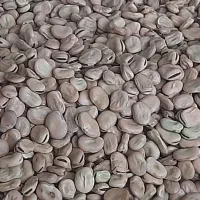 باقلا خشک بذری تمیز .برکت|خدمات باغبانی و درختکاری|بندر ترکمن, |دیوار