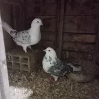 کبوتر|پرنده|لشت نشا, |دیوار