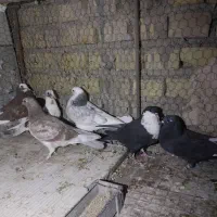 کبوتر یزدی  و رنگی شکار