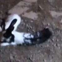خرگوش