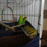 مرق عشق|پرنده|شوشتر, |دیوار