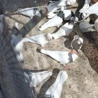 طوقی ساده|پرنده|گلپایگان, |دیوار