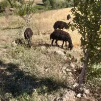 بره قره قزل