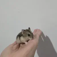 فروش همستر کمپل