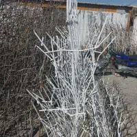 اجرای حفاظ|خدمات پیشه و مهارت|آبسرد, |دیوار