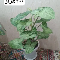 سری گل طبیعی|گل و گیاه طبیعی|بانه, |دیوار