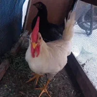دوعدد خروس و مرغ