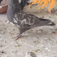کفتر قره هفت رنگ