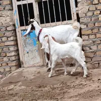 بز شکم اول زاییده