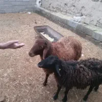 فروش بره قوچ های همو نژاد اصل