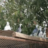کفتر / کبوتر / قیمت مناسب