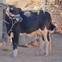 تلیسه اول شکم با گوساله بزرگ نر