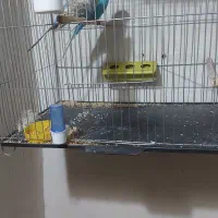 مرغ عشق انگلیسی مولد|پرنده|آمل, |دیوار