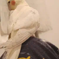 عروس هلندی ماده بالغ