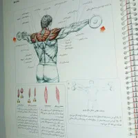 کتاب تمرینات قدرتی کل بدن ویژه مربیان و ورزشکاران|کتاب و مجله آموزشی|تهران, خواجه نظام الملک|دیوار