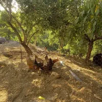 زمین-کشاورزی