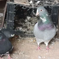 پلنگ|حیوانات|رفسنجان, |دیوار