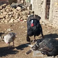 بوقلمون نر و ماده|حیوانات مزرعه|کرباسک, |دیوار