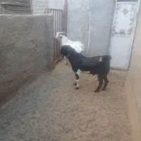 سلام. فروش دو راس کره چپش سالم