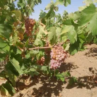 یک قطعه باغ نقلی انگور