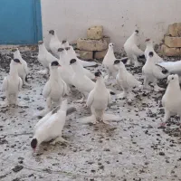 جوجه امپراطور