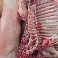 گوسفند و میش قربانی عید قربان