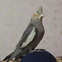 جوجه عروس هلندی سینامون نر|پرنده|سنندج, |دیوار