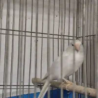 سلام قناری سالم سرحال قیمت توافقی|پرنده|خمینی‌شهر, |دیوار