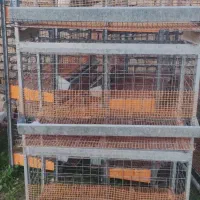 قفسه مرغ تخمگذار