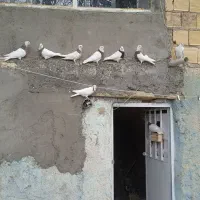 تعدادی کبوتر طوقی همه رنگ|پرنده|سمیرم, |دیوار