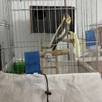 عروس هلندی با 3 تا جوجه|پرنده|کوهدشت, |دیوار