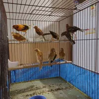 فروش  یا معاوضه قناری سرخ و شتری سرخ با رسمی بلند|پرنده|یزد, |دیوار