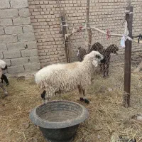 گوسفند ابست و بز جملی|حیوانات مزرعه|زابل, |دیوار