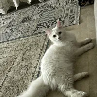 اسکاتیش پرشین
