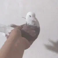 شش عدد کفتر خوب.
