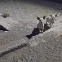 ۳عدد،طوله سگ ۴ماهه