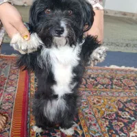 حیوان خونگی