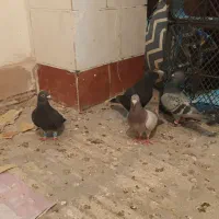 کبوتر المانی