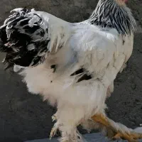 خروس برهما لایت