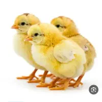 جوجه گوشتی راس ۳۰۸
